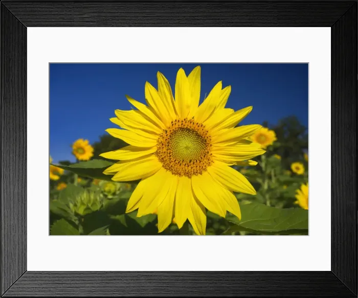 Framed Print : Picture No. 11050598 Framed Print : Picture No. 11050598