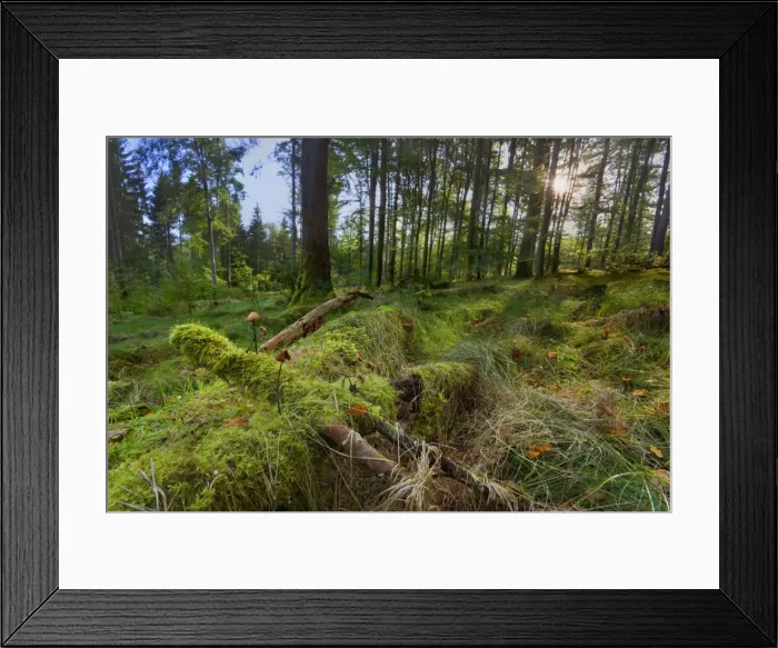 Framed Print : Picture No. 11050599 Framed Print : Picture No. 11050599