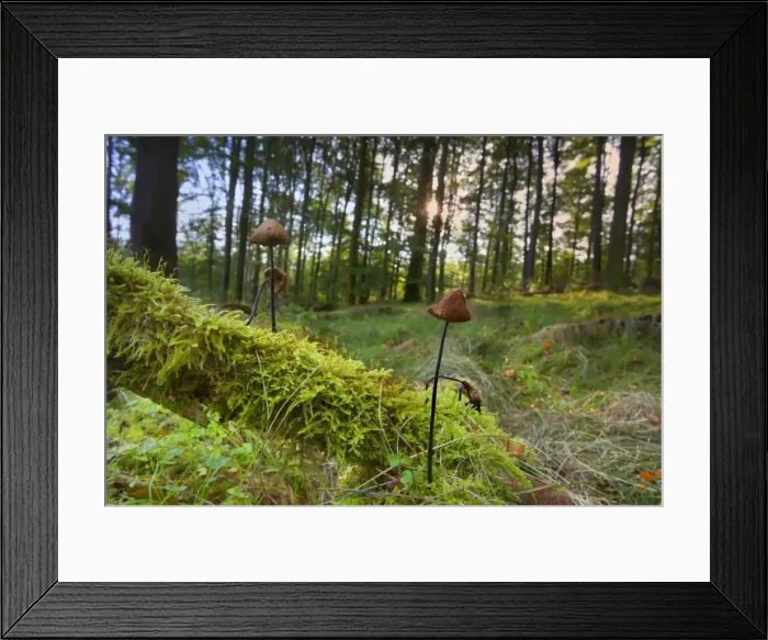 Framed Print : Picture No. 11050600 Framed Print : Picture No. 11050600