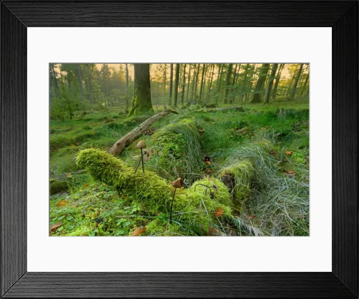 Framed Print : Picture No. 11050601 Framed Print : Picture No. 11050601