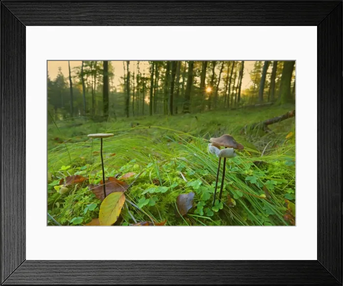 Framed Print : Picture No. 11050602 Framed Print : Picture No. 11050602