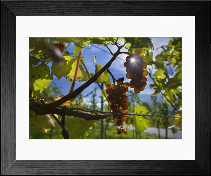 Framed Print : Picture No. 11050603 Framed Print : Picture No. 11050603