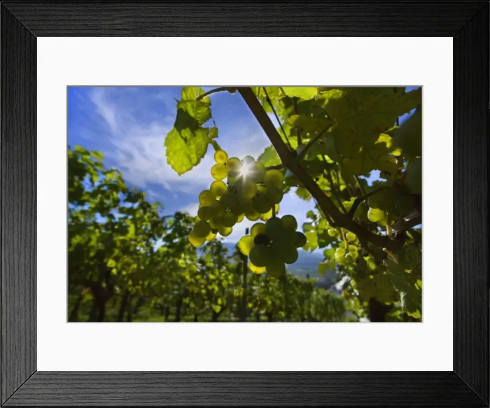 Framed Print : Picture No. 11050604 Framed Print : Picture No. 11050604