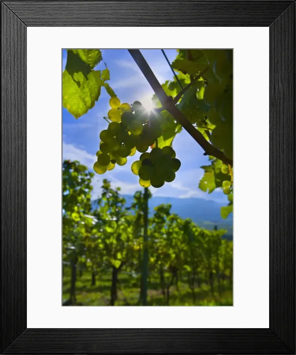 Framed Print : Picture No. 11050605 Framed Print : Picture No. 11050605