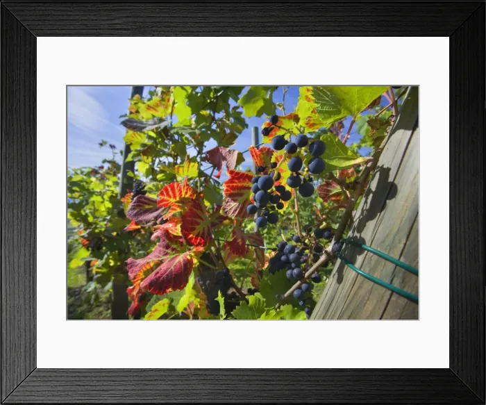 Framed Print : Picture No. 11050606 Framed Print : Picture No. 11050606