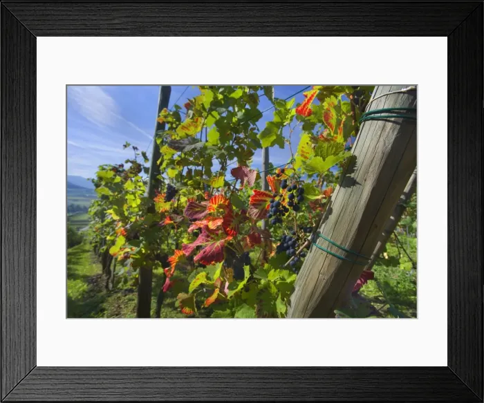 Framed Print : Picture No. 11050607 Framed Print : Picture No. 11050607