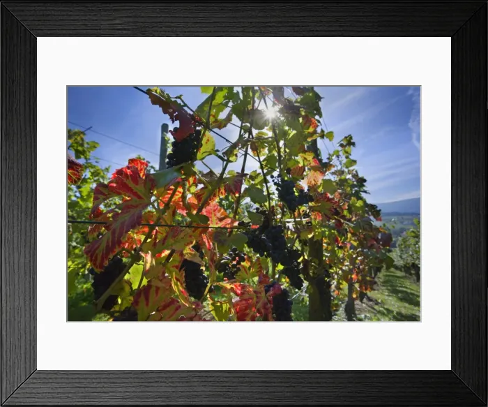 Framed Print : Picture No. 11050608 Framed Print : Picture No. 11050608