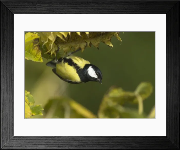 Framed Print : Picture No. 11050610 Framed Print : Picture No. 11050610