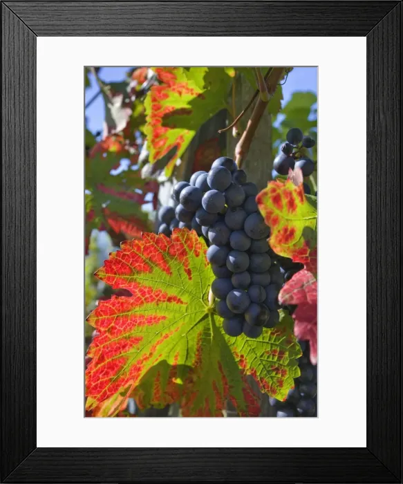 Framed Print : Picture No. 11050609 Framed Print : Picture No. 11050609