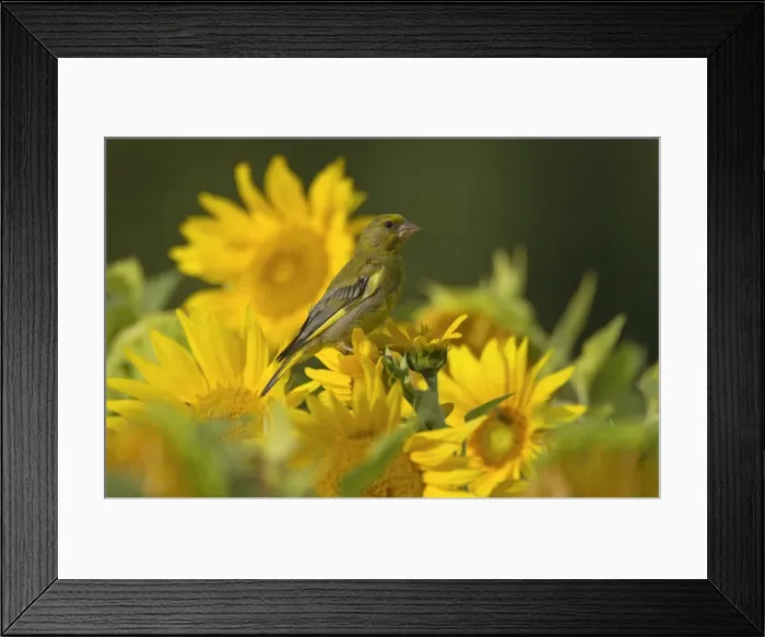 Framed Print : Picture No. 11050612 Framed Print : Picture No. 11050612