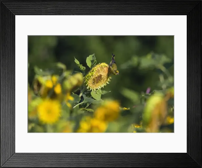 Framed Print : Picture No. 11050613 Framed Print : Picture No. 11050613