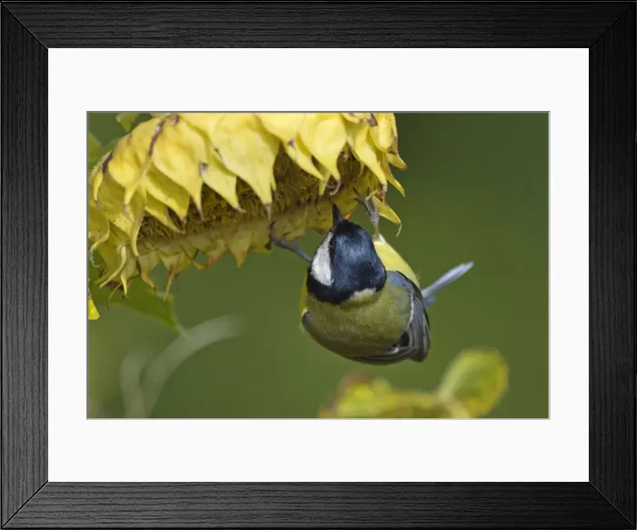 Framed Print : Picture No. 11050611