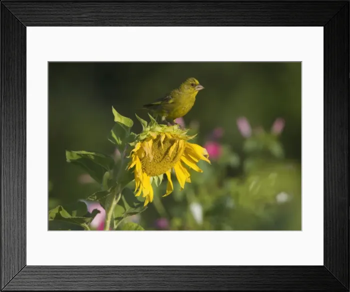 Framed Print : Picture No. 11050615 Framed Print : Picture No. 11050615