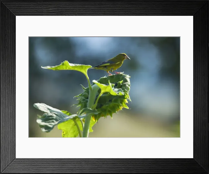 Framed Print : Picture No. 11050614 Framed Print : Picture No. 11050614