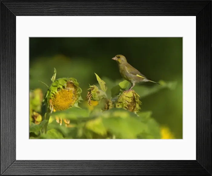 Framed Print : Picture No. 11050616 Framed Print : Picture No. 11050616