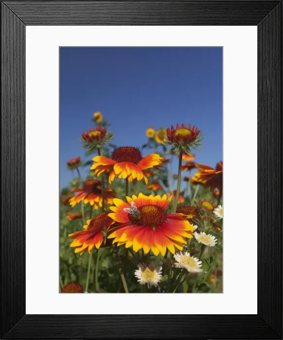Framed Print : Picture No. 11050618 Framed Print : Picture No. 11050618