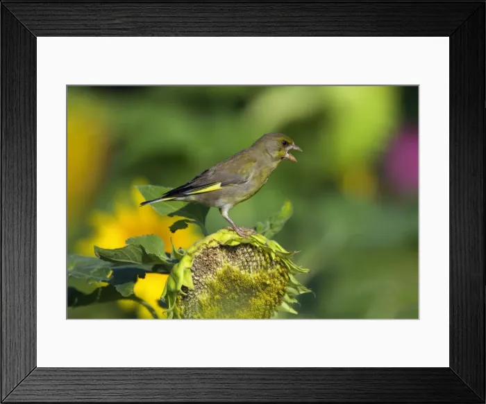 Framed Print : Picture No. 11050617 Framed Print : Picture No. 11050617