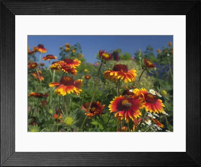 Framed Print : Picture No. 11050619 Framed Print : Picture No. 11050619