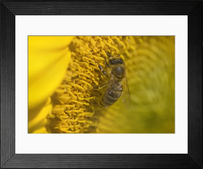 Framed Print : Picture No. 11050620 Framed Print : Picture No. 11050620
