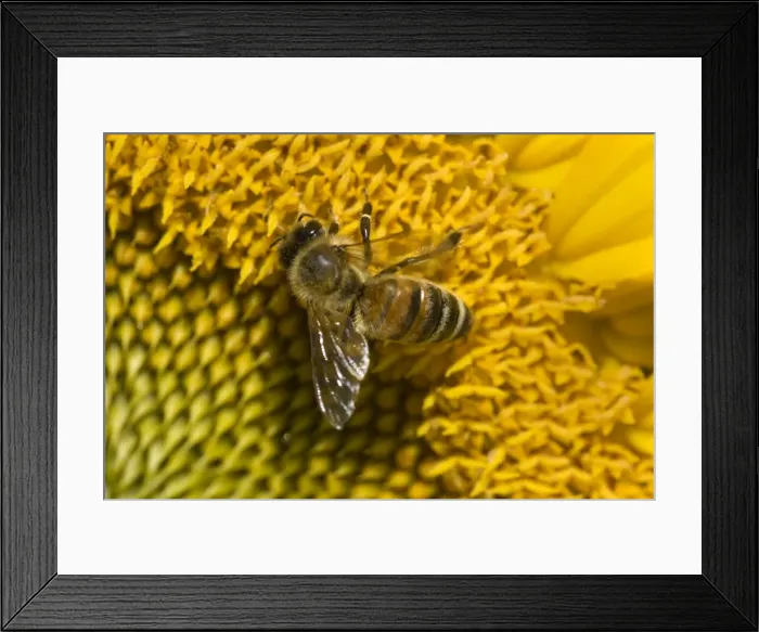 Framed Print : Picture No. 11050622 Framed Print : Picture No. 11050622