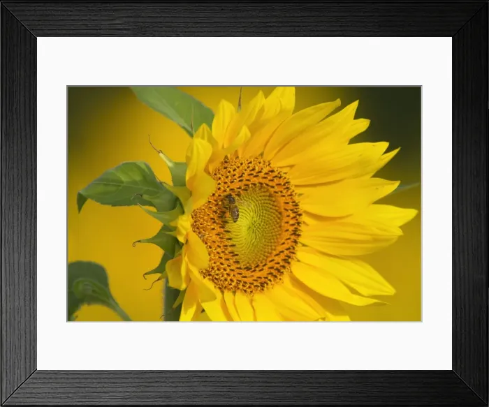 Framed Print : Picture No. 11050621