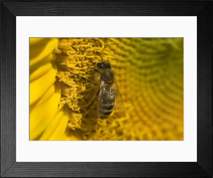 Framed Print : Picture No. 11050623 Framed Print : Picture No. 11050623