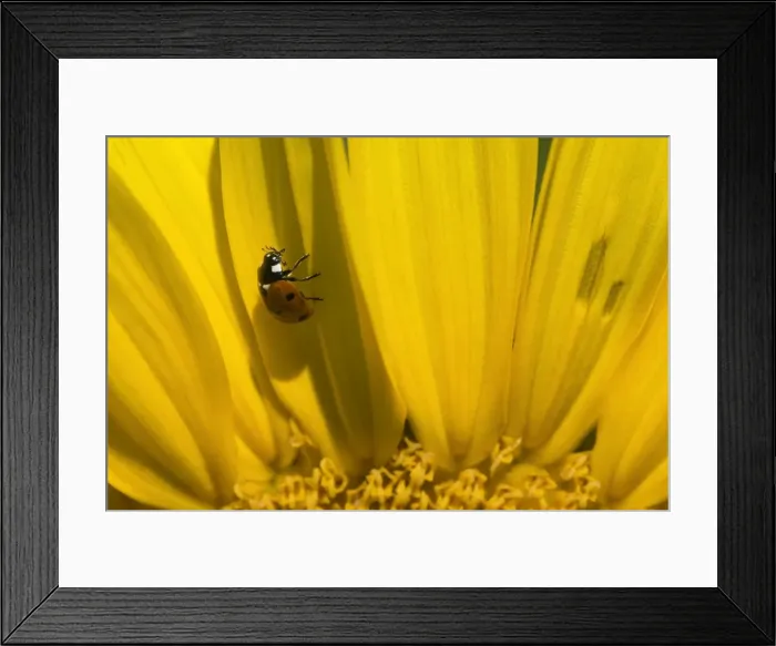 Framed Print : Picture No. 11050624 Framed Print : Picture No. 11050624