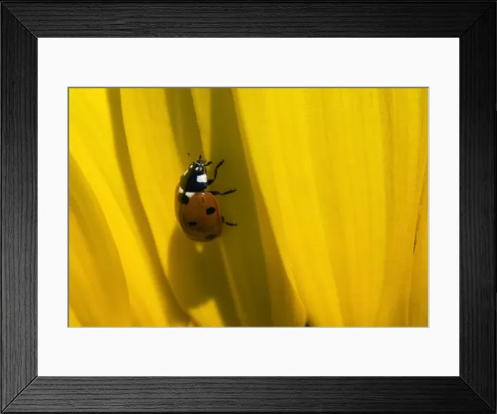 Framed Print : Picture No. 11050625 Framed Print : Picture No. 11050625