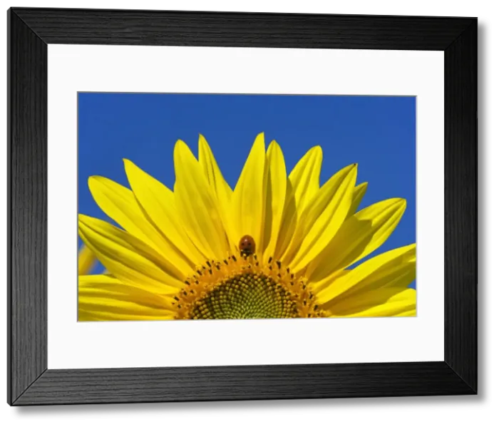 Framed Print : Picture No. 11050626 Framed Print : Picture No. 11050626