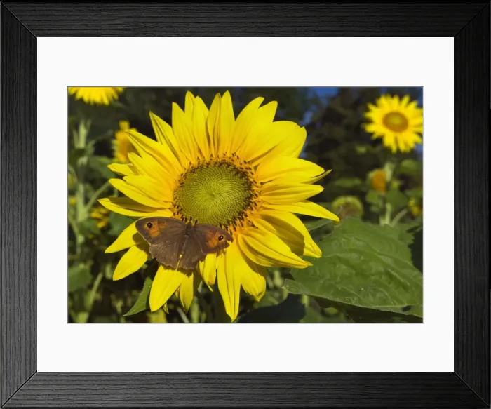 Framed Print : Picture No. 11050627 Framed Print : Picture No. 11050627