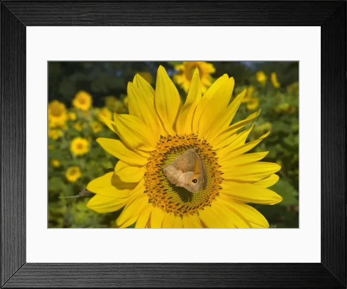 Framed Print : Picture No. 11050629 Framed Print : Picture No. 11050629