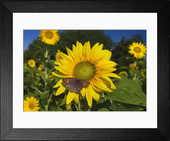 Framed Print : Picture No. 11050628 Framed Print : Picture No. 11050628