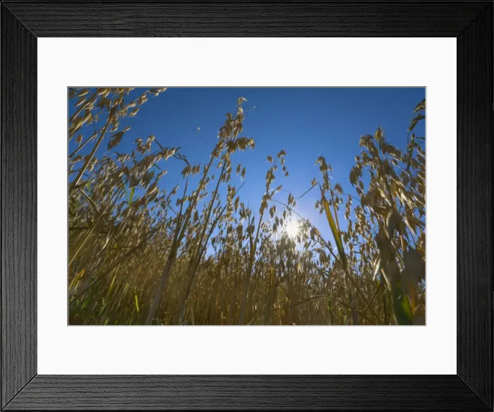 Framed Print : Picture No. 11050631 Framed Print : Picture No. 11050631