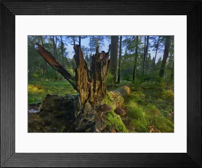Framed Print : Picture No. 11050630 Framed Print : Picture No. 11050630