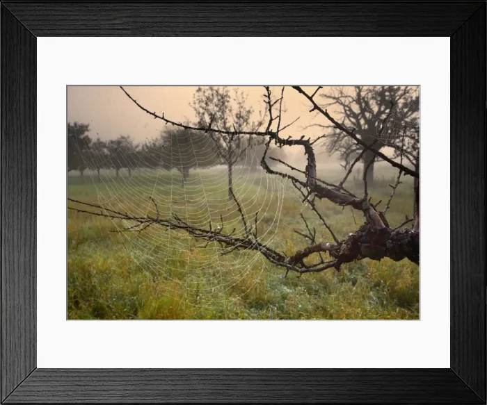 Framed Print : Picture No. 11050634 Framed Print : Picture No. 11050634