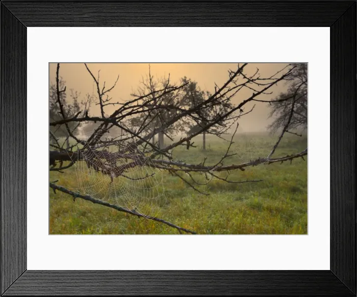 Framed Print : Picture No. 11050635 Framed Print : Picture No. 11050635