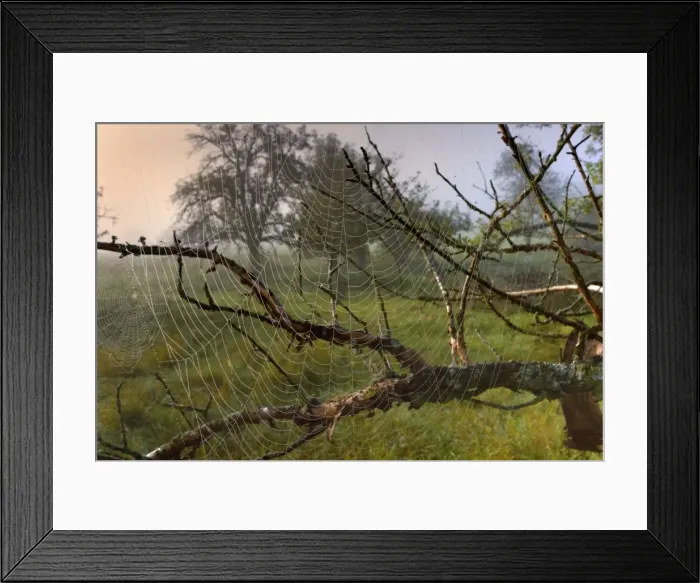 Framed Print : Picture No. 11050636 Framed Print : Picture No. 11050636