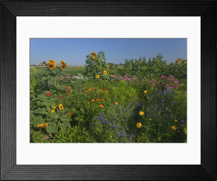 Framed Print : Picture No. 11050638 Framed Print : Picture No. 11050638
