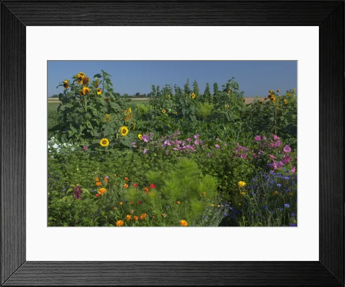 Framed Print : Picture No. 11050639 Framed Print : Picture No. 11050639