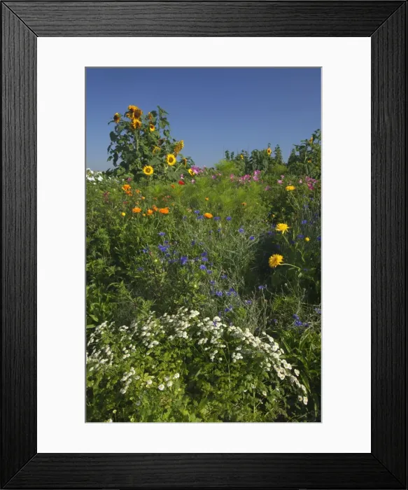 Framed Print : Picture No. 11050640 Framed Print : Picture No. 11050640