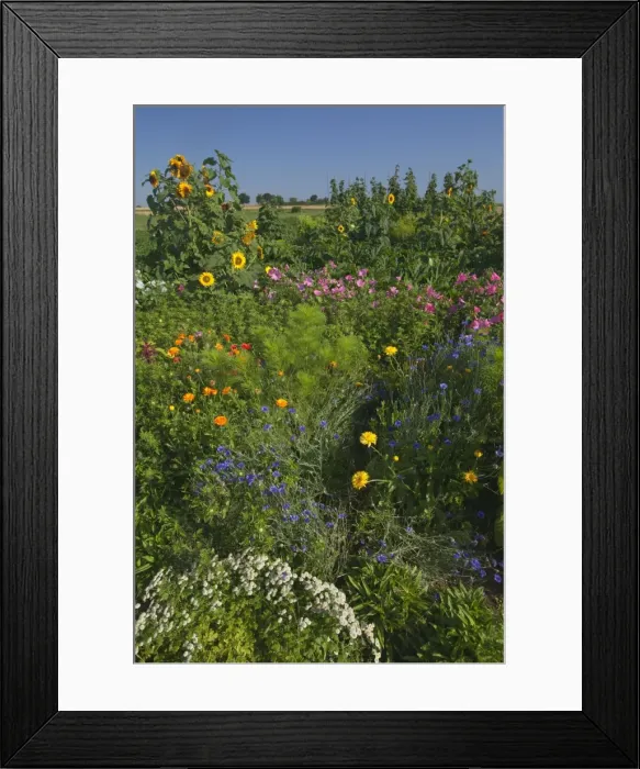 Framed Print : Picture No. 11050641 Framed Print : Picture No. 11050641