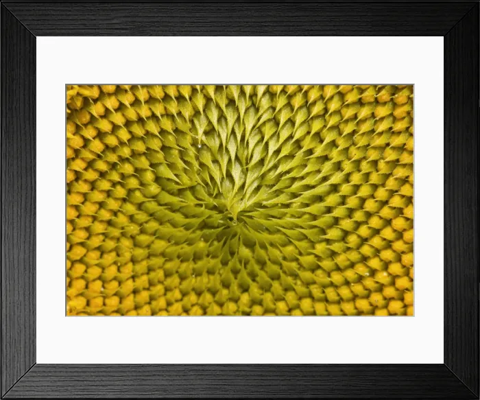 Framed Print : Picture No. 11050646 Framed Print : Picture No. 11050646