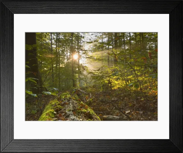 Framed Print : Picture No. 11050648 Framed Print : Picture No. 11050648