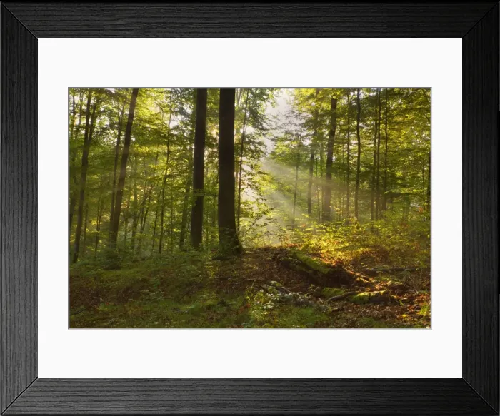 Framed Print : Picture No. 11050649 Framed Print : Picture No. 11050649