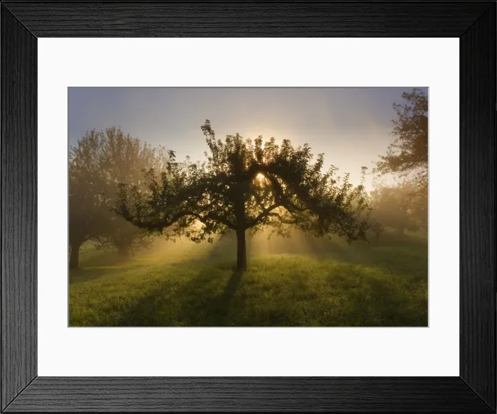 Framed Print : Picture No. 11050657 Framed Print : Picture No. 11050657