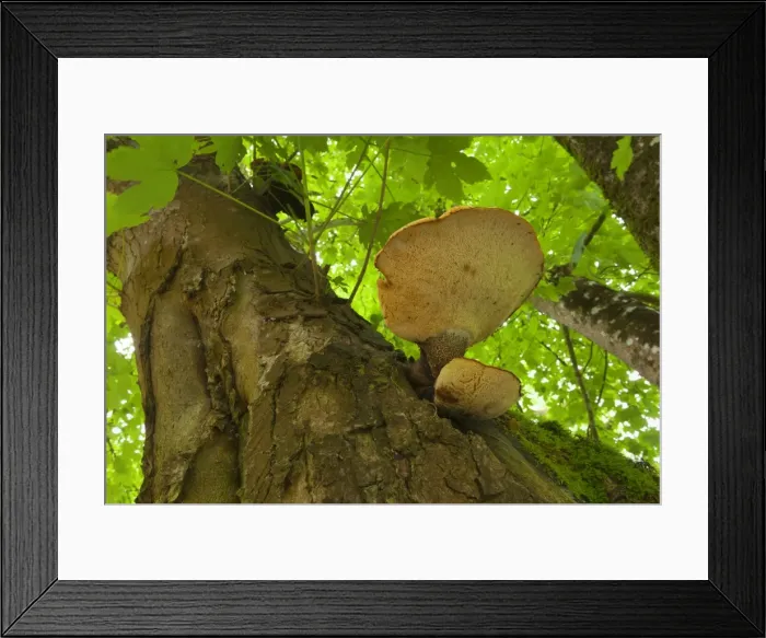Framed Print : Picture No. 11050658 Framed Print : Picture No. 11050658