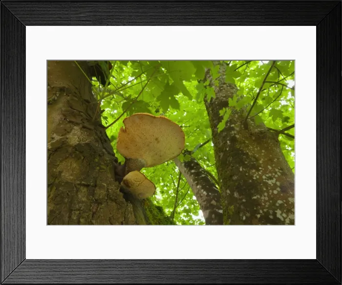 Framed Print : Picture No. 11050659 Framed Print : Picture No. 11050659