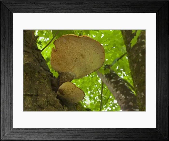 Framed Print : Picture No. 11050660 Framed Print : Picture No. 11050660