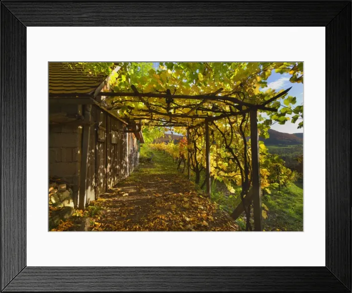 Framed Print : Picture No. 11050661 Framed Print : Picture No. 11050661