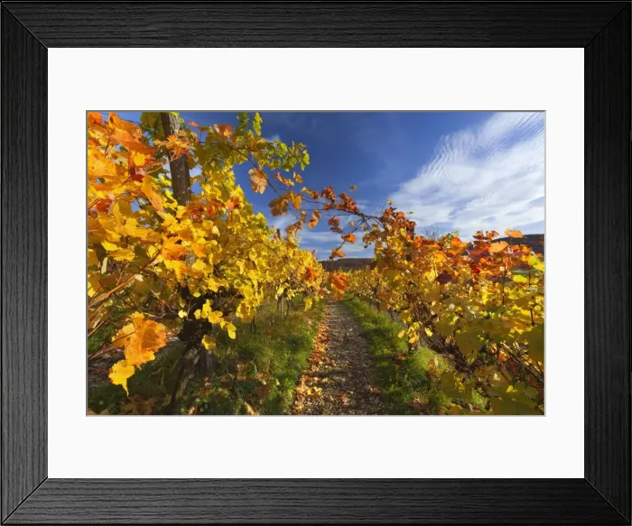 Framed Print : Picture No. 11050663 Framed Print : Picture No. 11050663